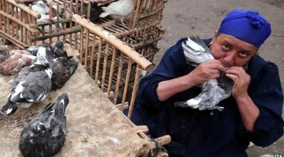 مصر تسجل الوفاة الـ12 بأنفلونزا الطيور في 2015