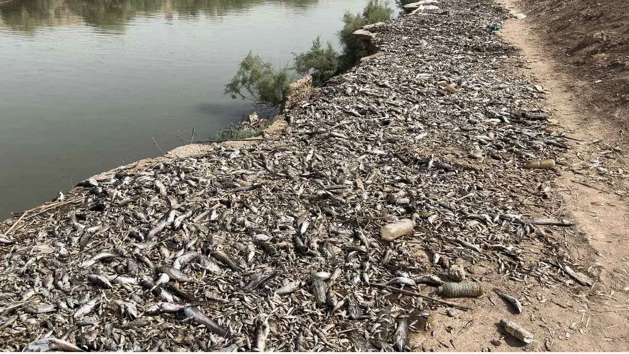 العراق.. نفوق ملايين الأسماك في هور الصحين بسبب شح المياه (صور)