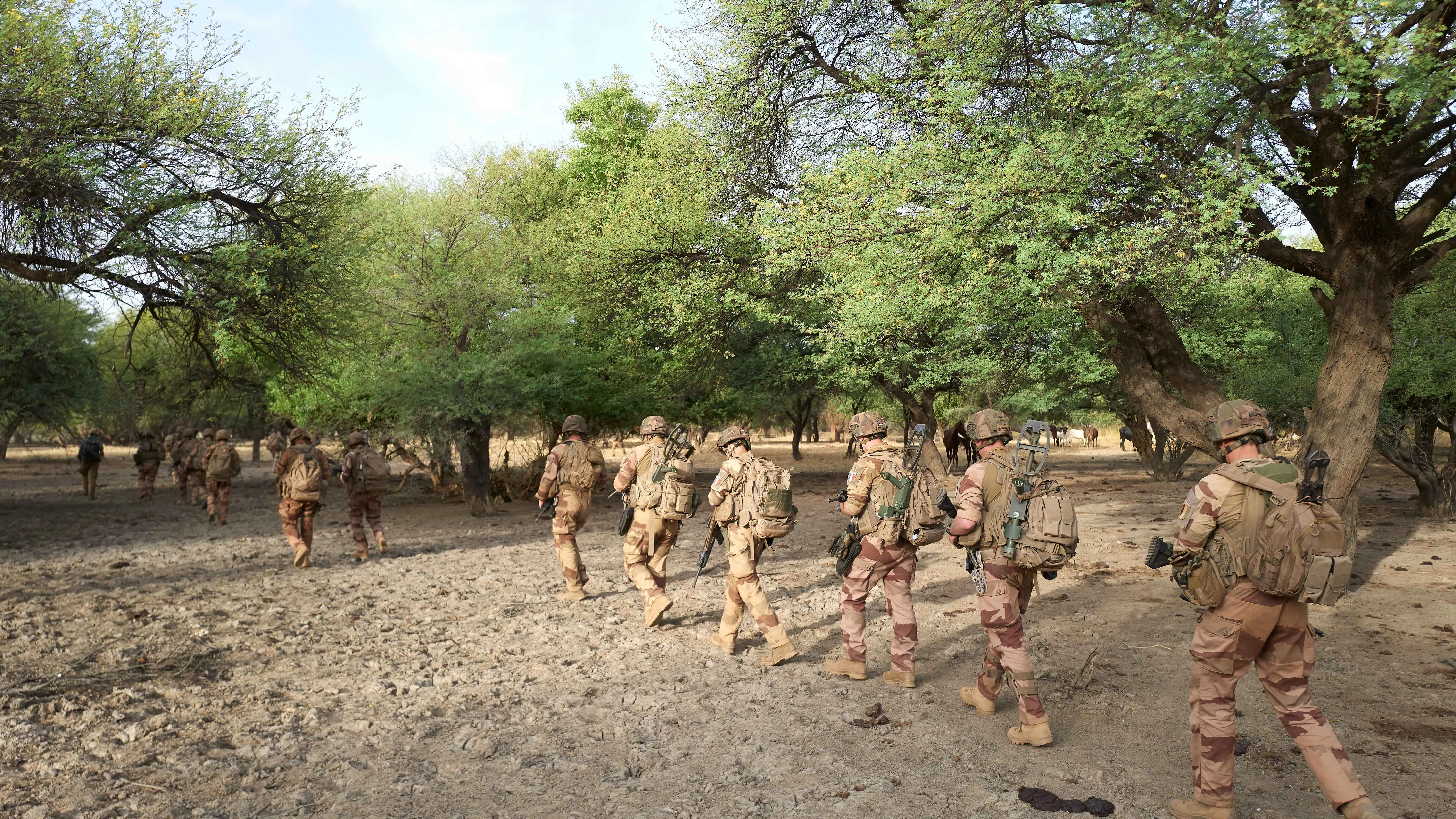 قطع الأشجار "مصدر قوي" لتمويل جماعات مسلحة في مالي