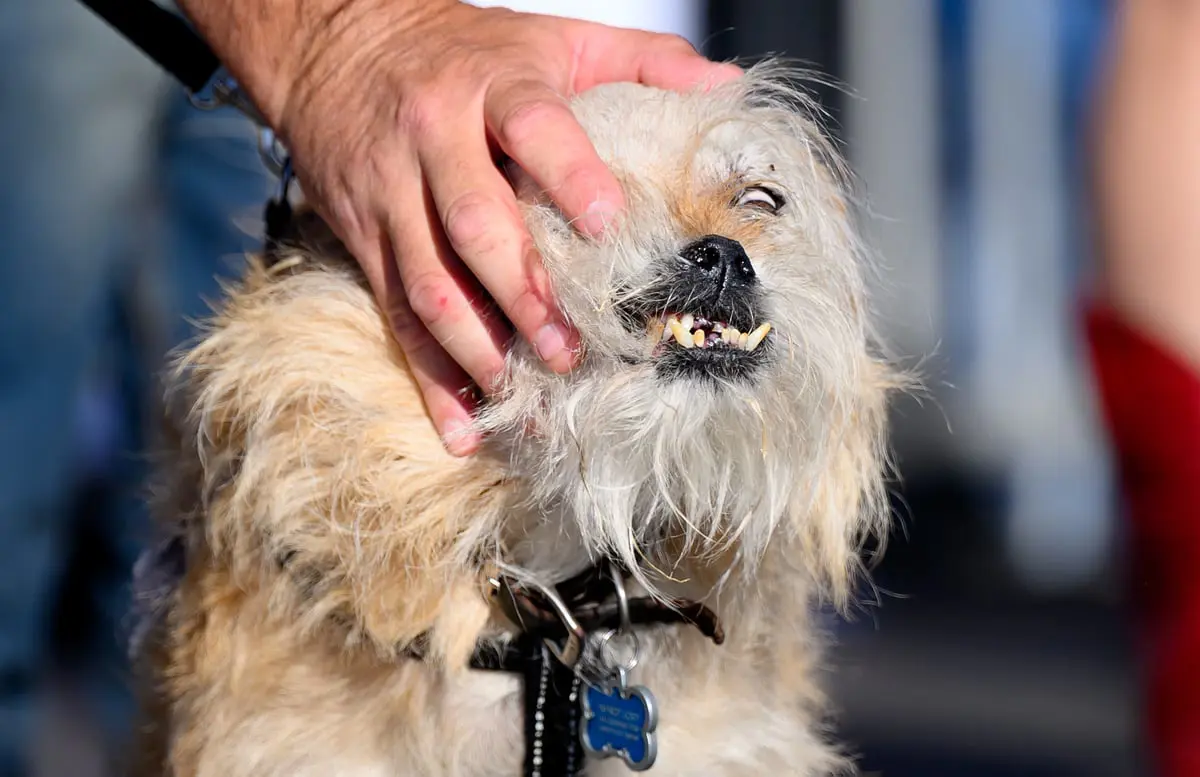 بعد خسارته 4 مرات.. الكلب "وايلد ثانغ" يفوز بجائزة الأبشع في العالم (صور)