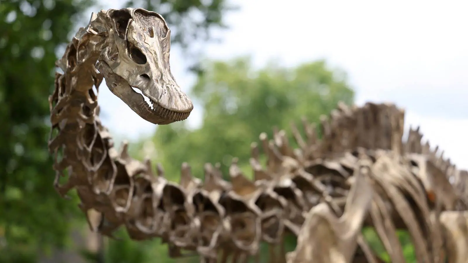 اكتشاف متحجرة ديناصور عمرها 200 مليون عام في البرازيل