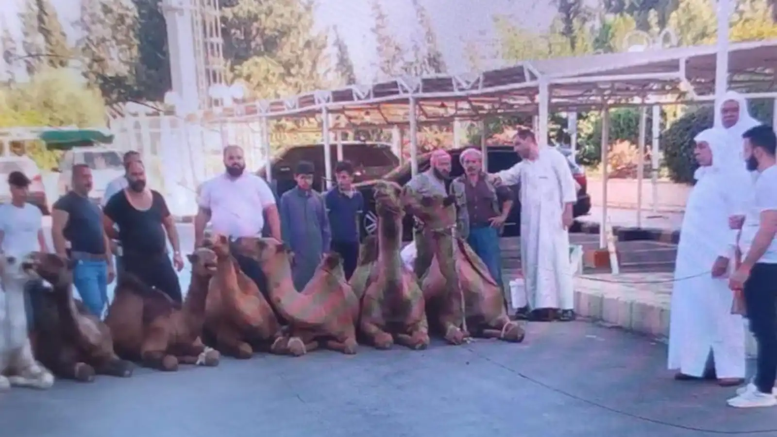 جمال نحرها أهل حماة ترحيبا بالشرع