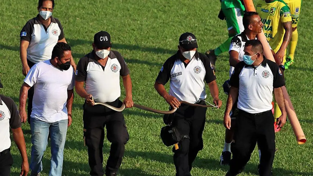 ثعبان ضخم يقتحم ملعبا خلال مباراة في غواتيمالا (فيديو)