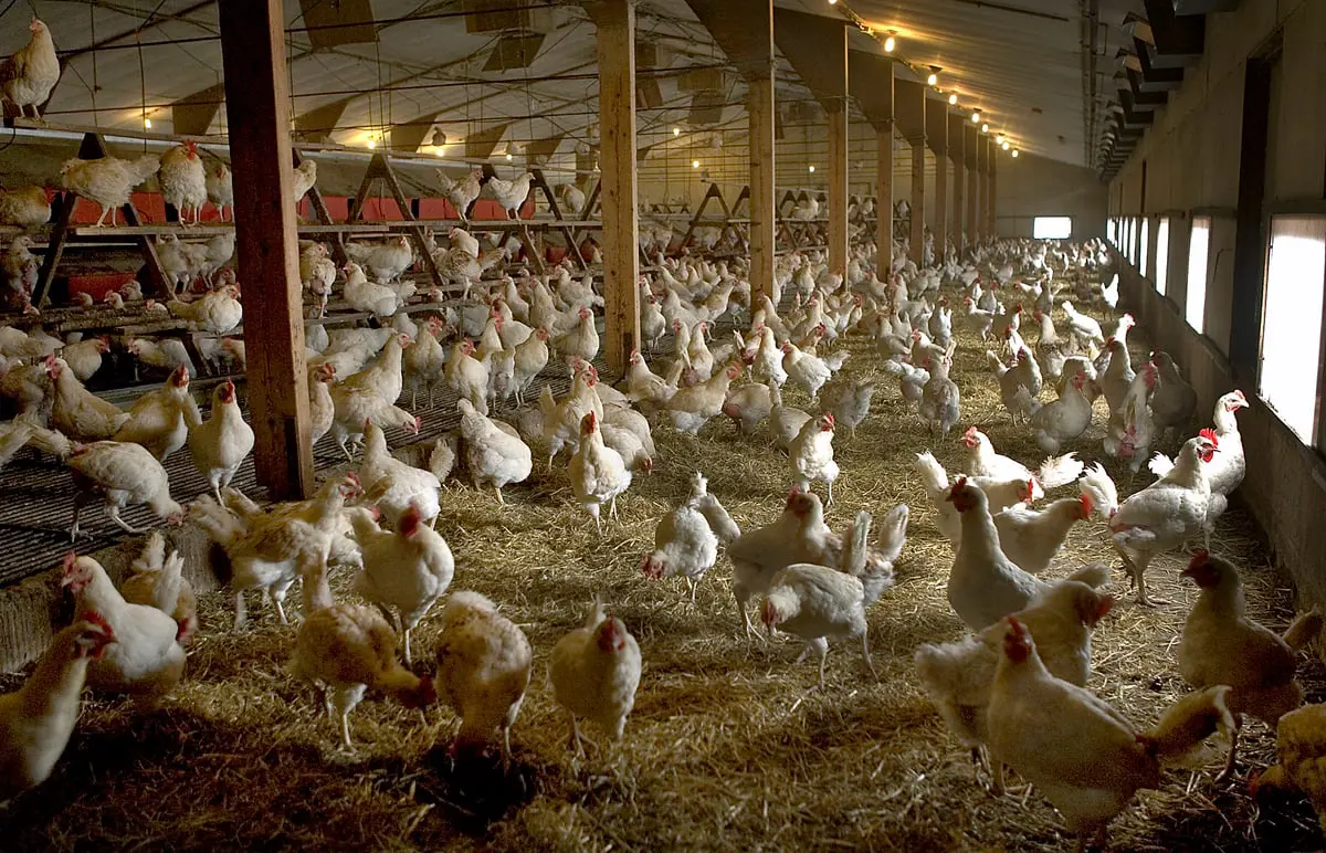 أستراليا.. إصابة جديدة بإنفلونزا الطيور في مزرعة دواجن