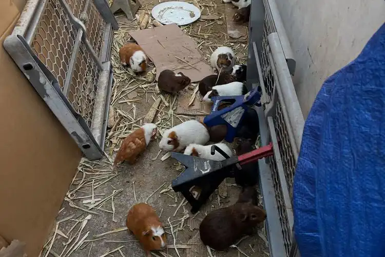 إنقاذ خنازير غينيا في جنوب كاليفورنيا