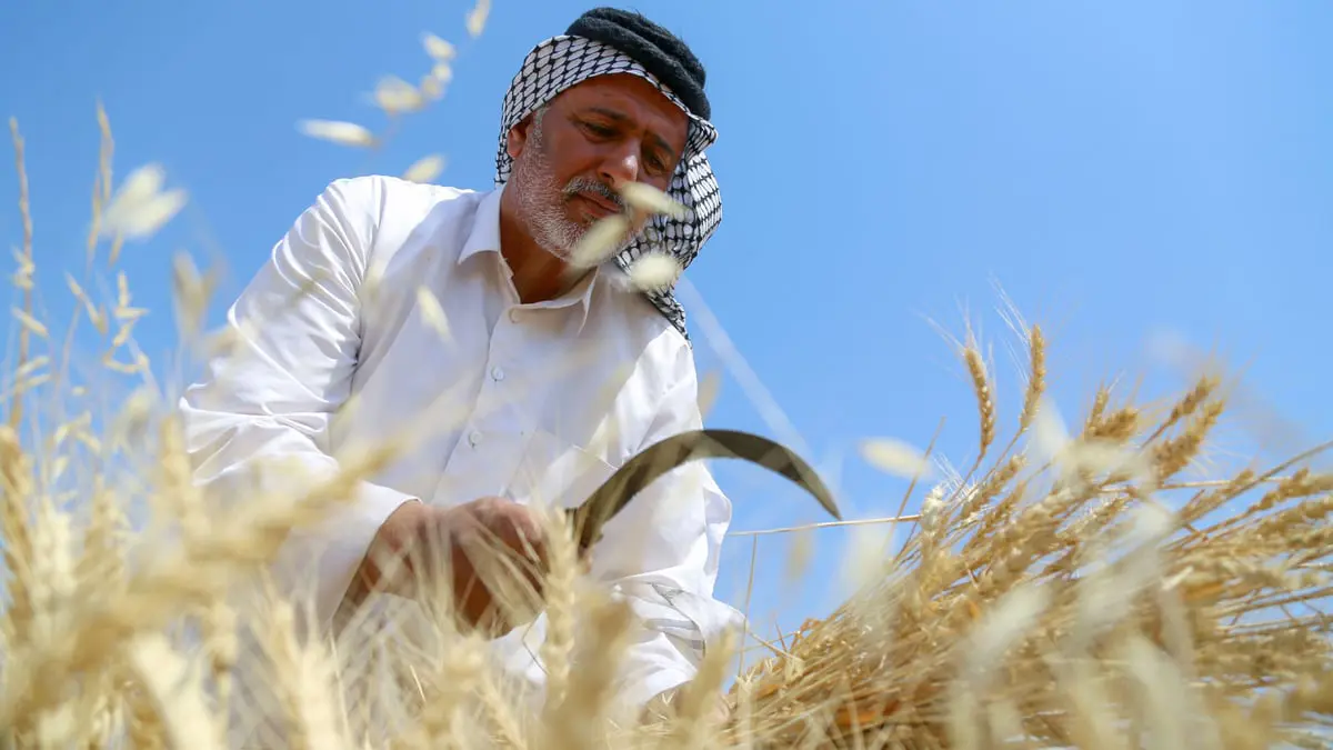 "كيف أؤمن قوت عائلتي".. الجفاف وحرب أوكرانيا يخيمان على مزارعي العراق