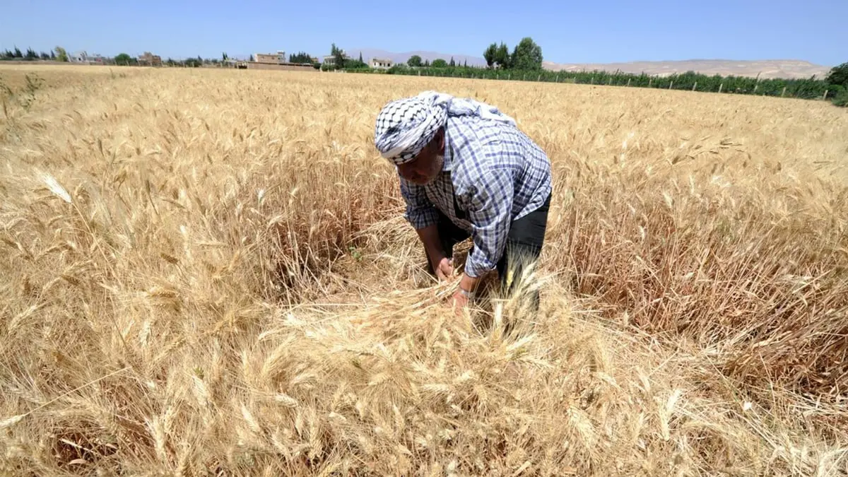 الحرب والتغير المناخي يهددان محصول الحبوب في سوريا
