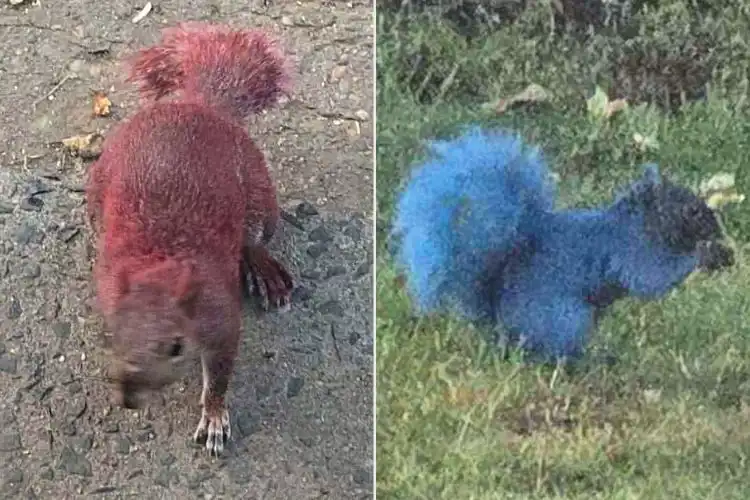 السناب المطلية