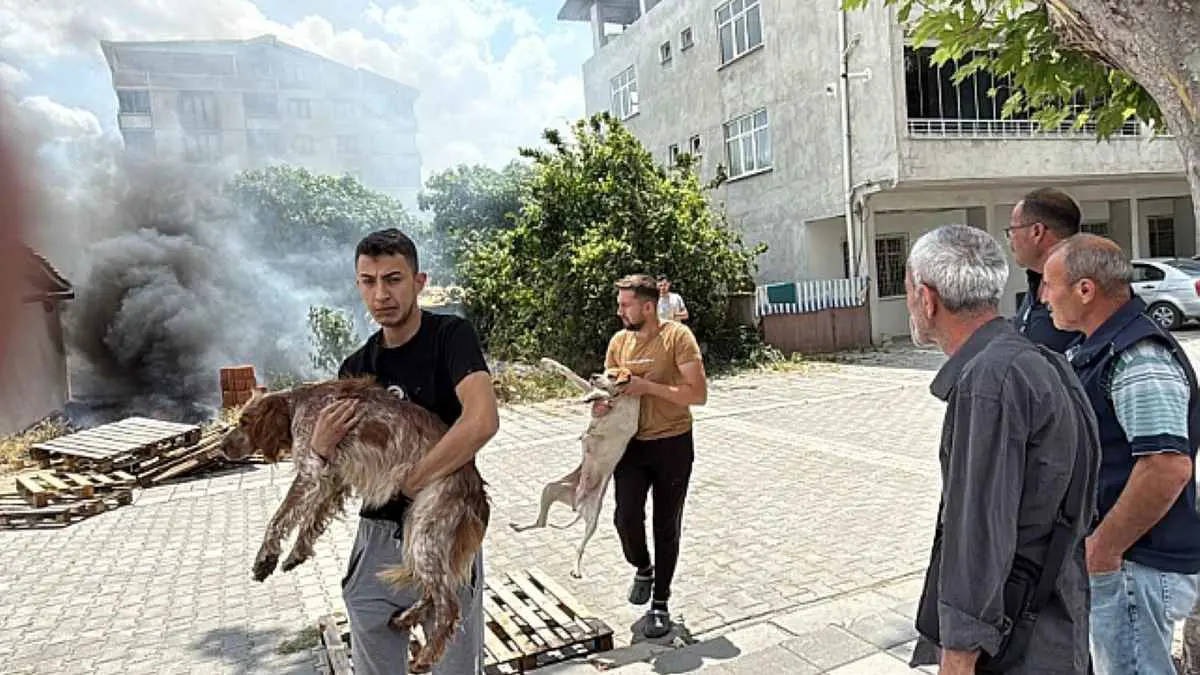 شابان يخاطران بحياتهما لإنقاذ كلبين في حريق بتركيا (فيديو)