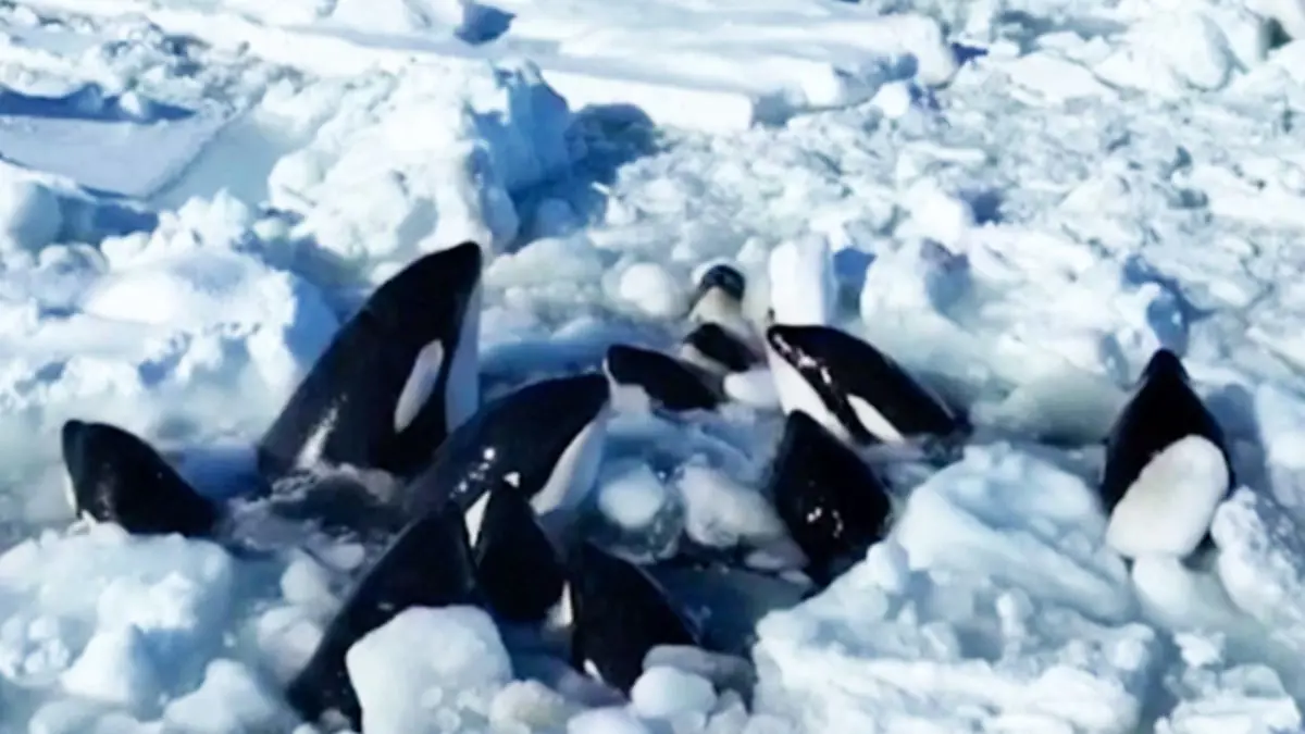 روسيا تعرض المساعدة لإنقاذ حيتان عالقة في جليد اليابان (فيديو)