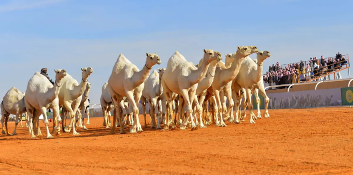 مهرجان الملك عبدالعزيز للإبل في السعودية يعود هذا العام بحلّة جديدة
