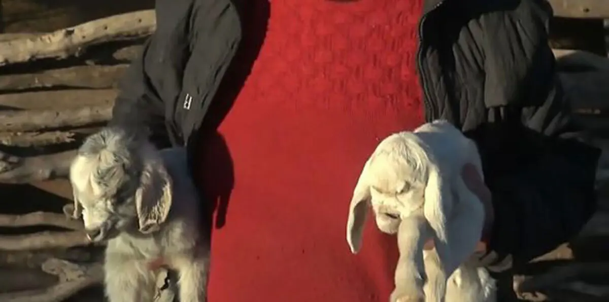ولادة ماعز بوجه شيطاني في الأرجنتين