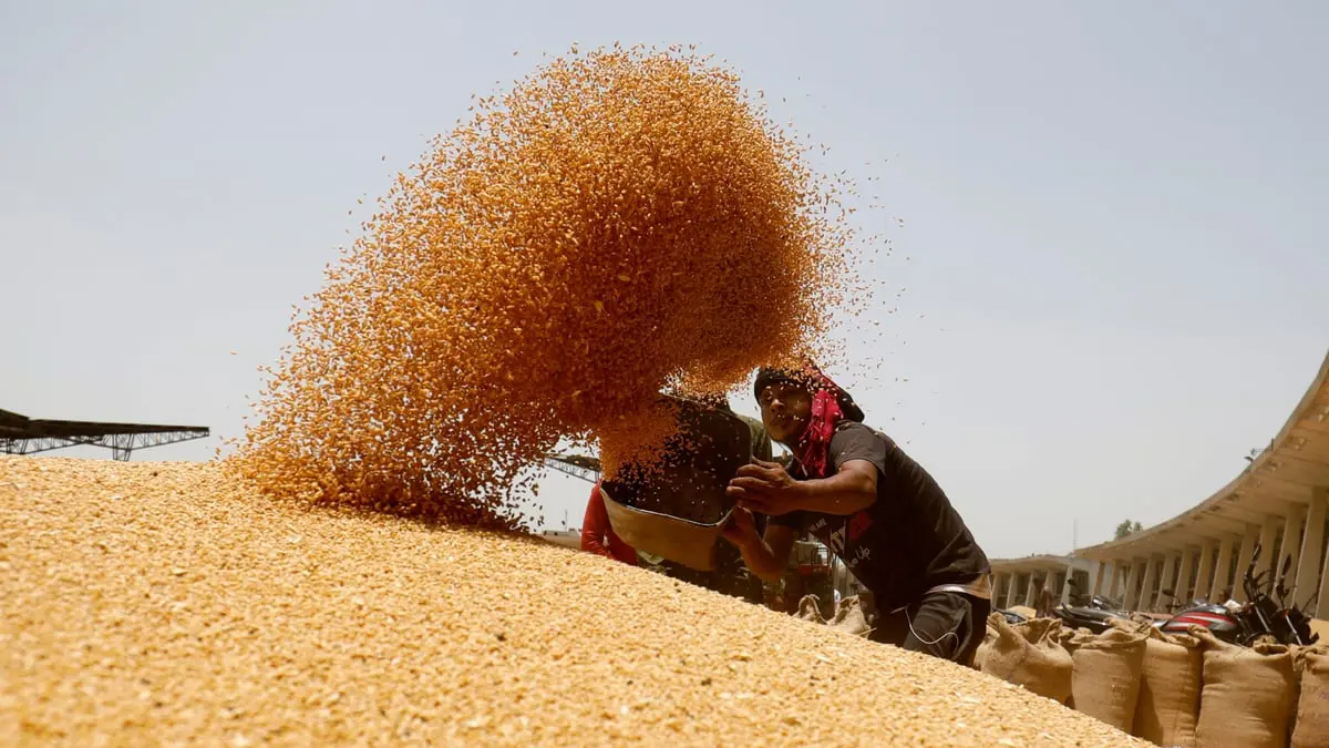 ارتفاع حاد على أسعار القمح والذرة عالميًا