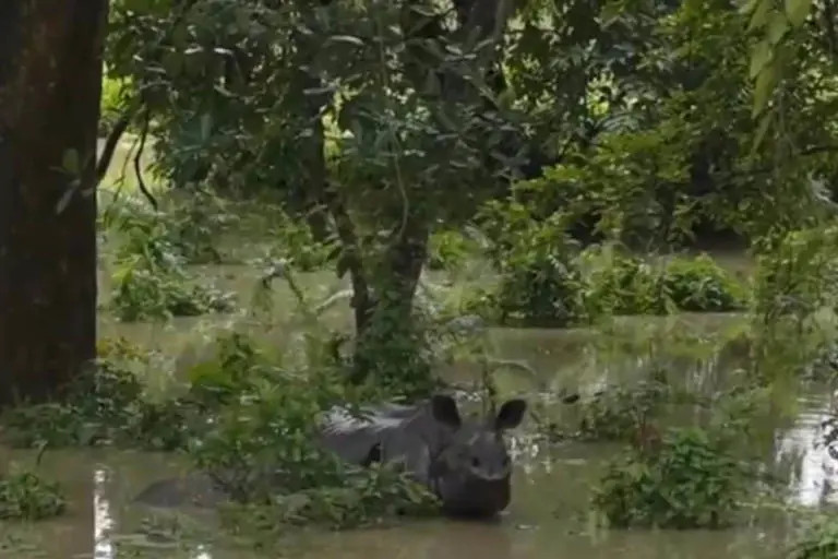 جثة أحد الحيوانات النافقة 