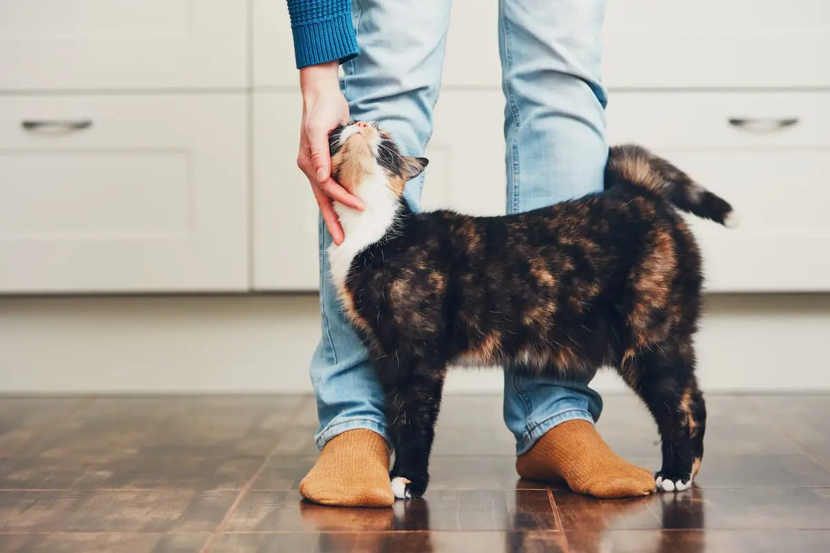 دراسة تكشف العلاقة بين تربية القطط والصحة العقلية