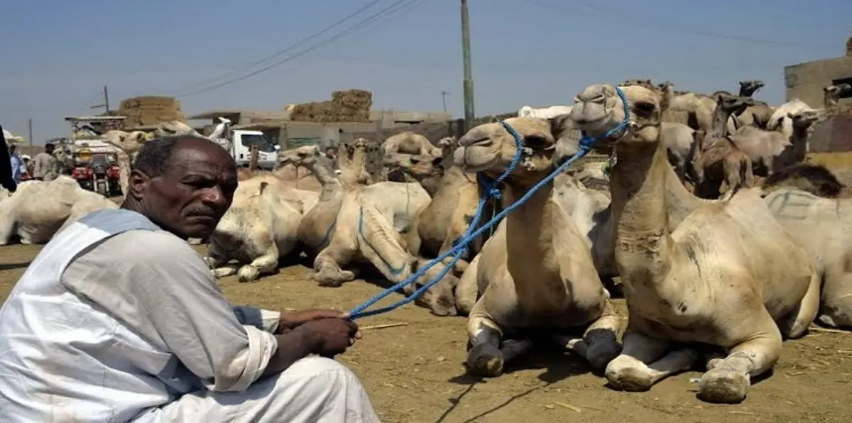 مصر.. "سوق الجمال" ببرقاش عالم ساحر  (صور)