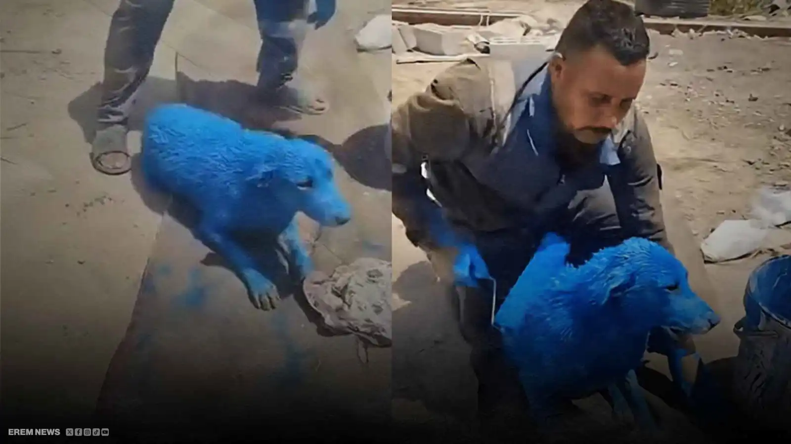 عراقي يصبغ كلبا باللون الأزرق.. والشرطة تتدخّل (فيديو)