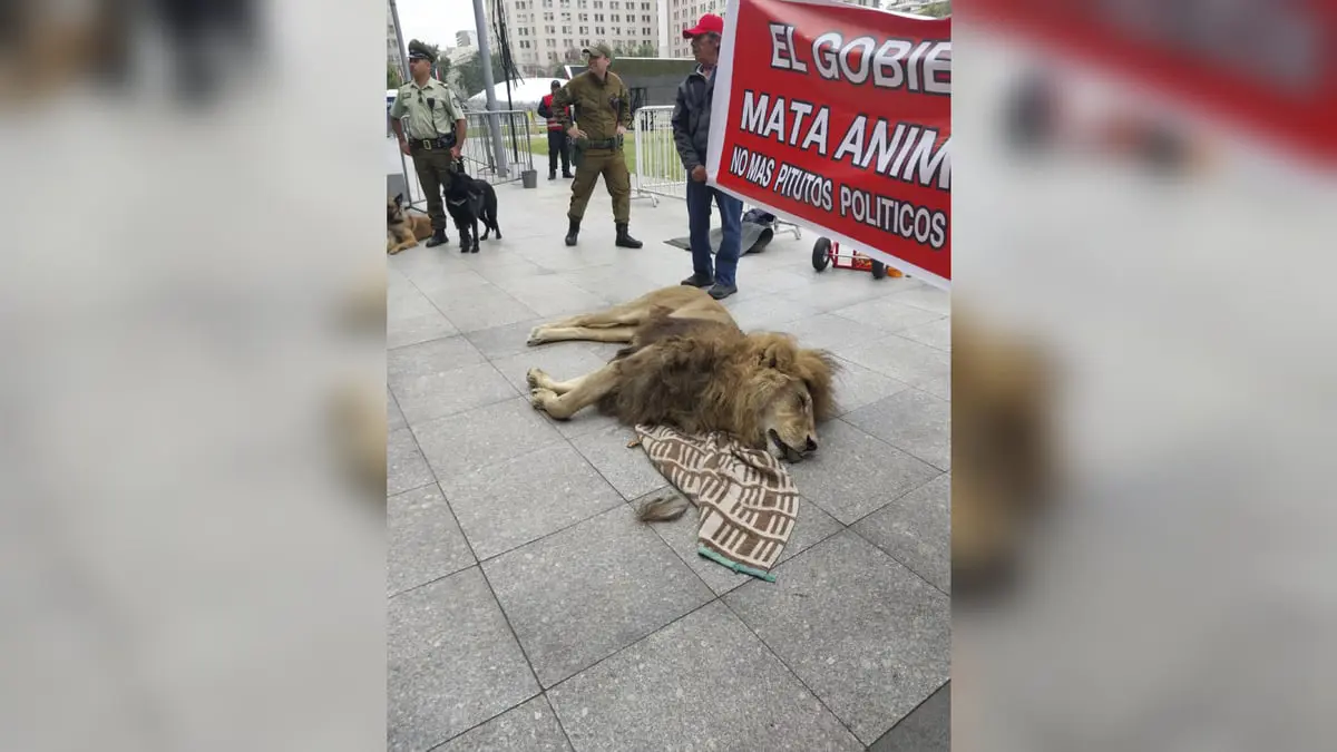 محتجون يلقون جثة أسد أمام قصر الرئاسة في تشيلي