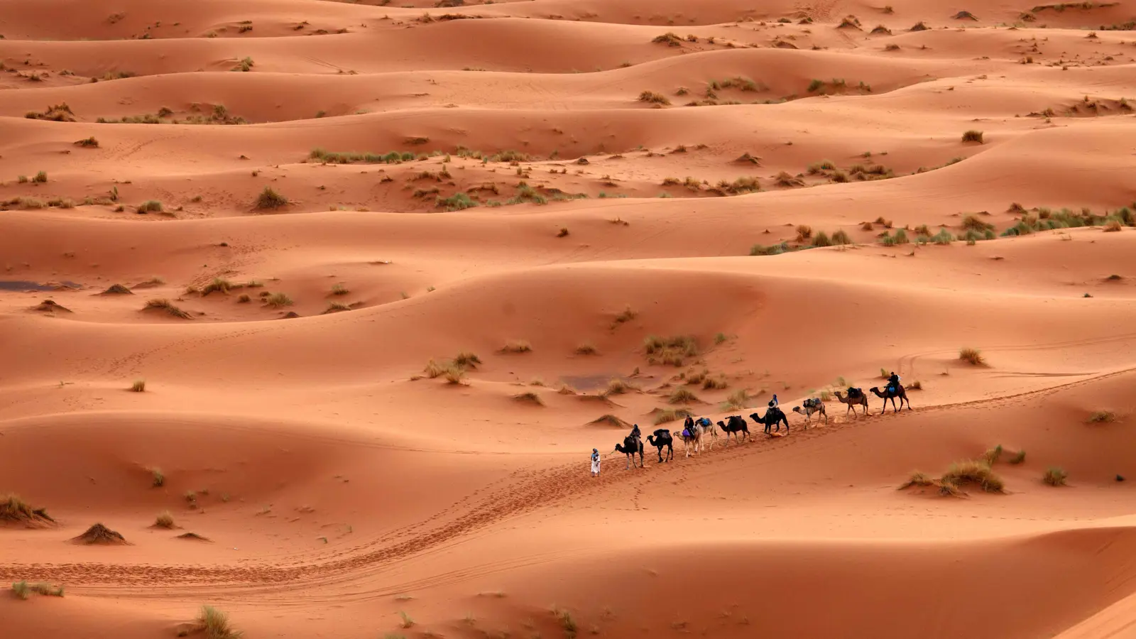 الأمطار تحوّل أجزاء من الصحراء الكبرى إلى اللون الأخضر (صور)