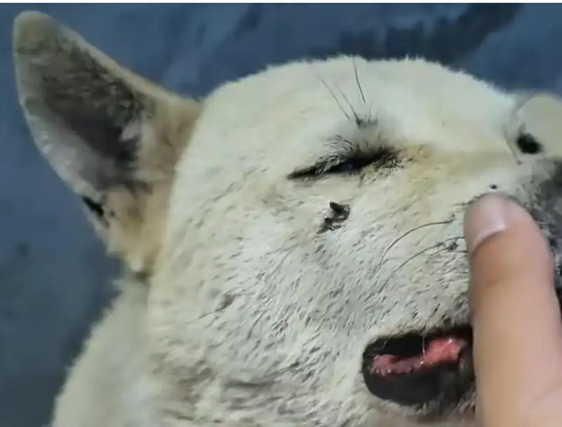 لسعة الأفعى