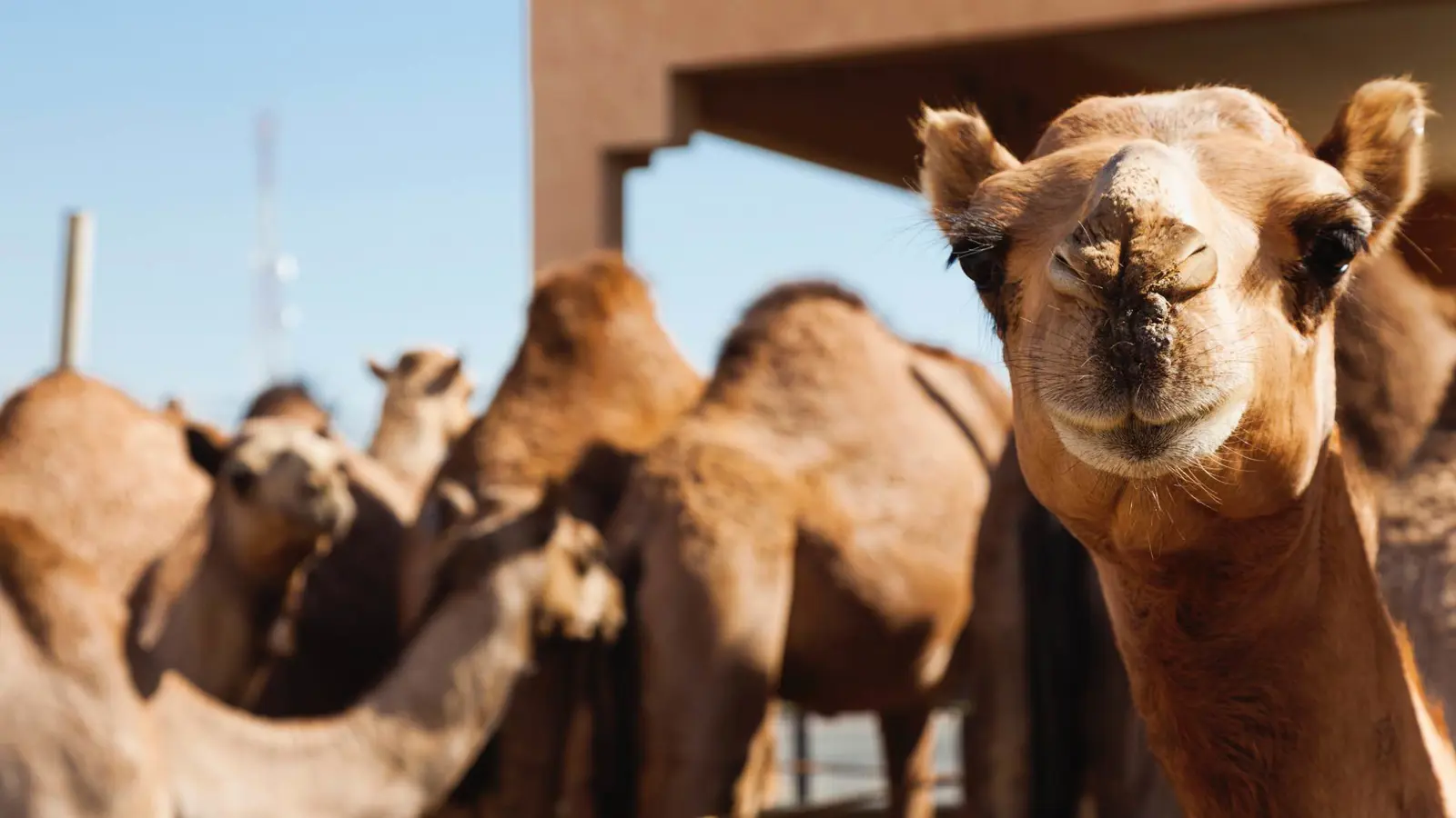 معاقبة مخالفين للبيئة بمصادرة 22 جملاً في الكويت (فيديو)