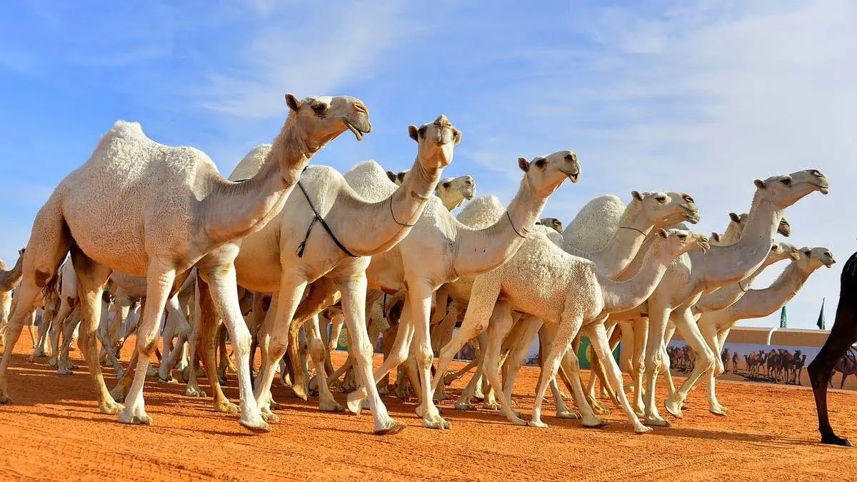 الأول من نوعه.. تخصص "تربية ورعاية الإبل" يدخل الجامعات السعودية