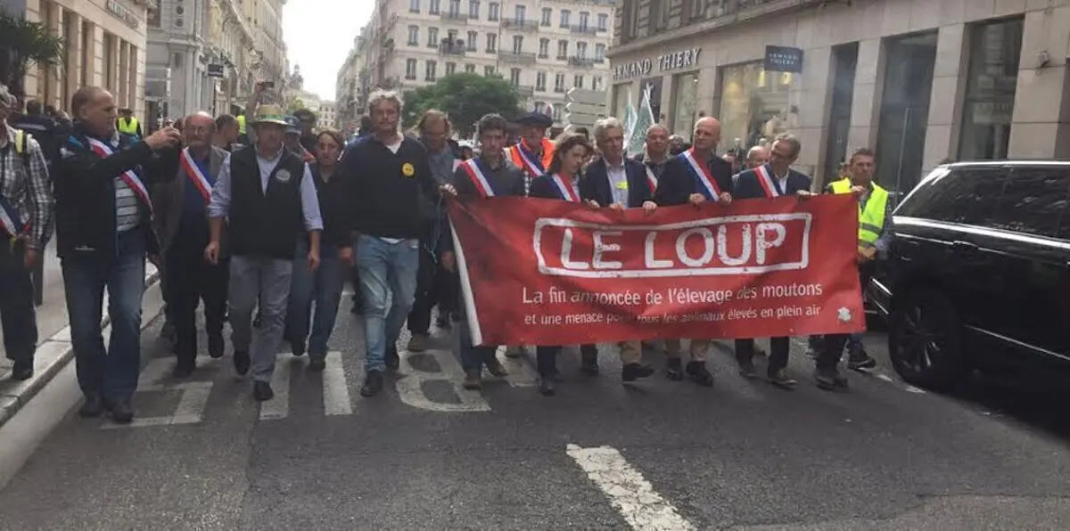 في فرنسا.. آلاف الخرفان تخرج بمظاهرة حاشدة ضد الذئاب (فيديو وصور)