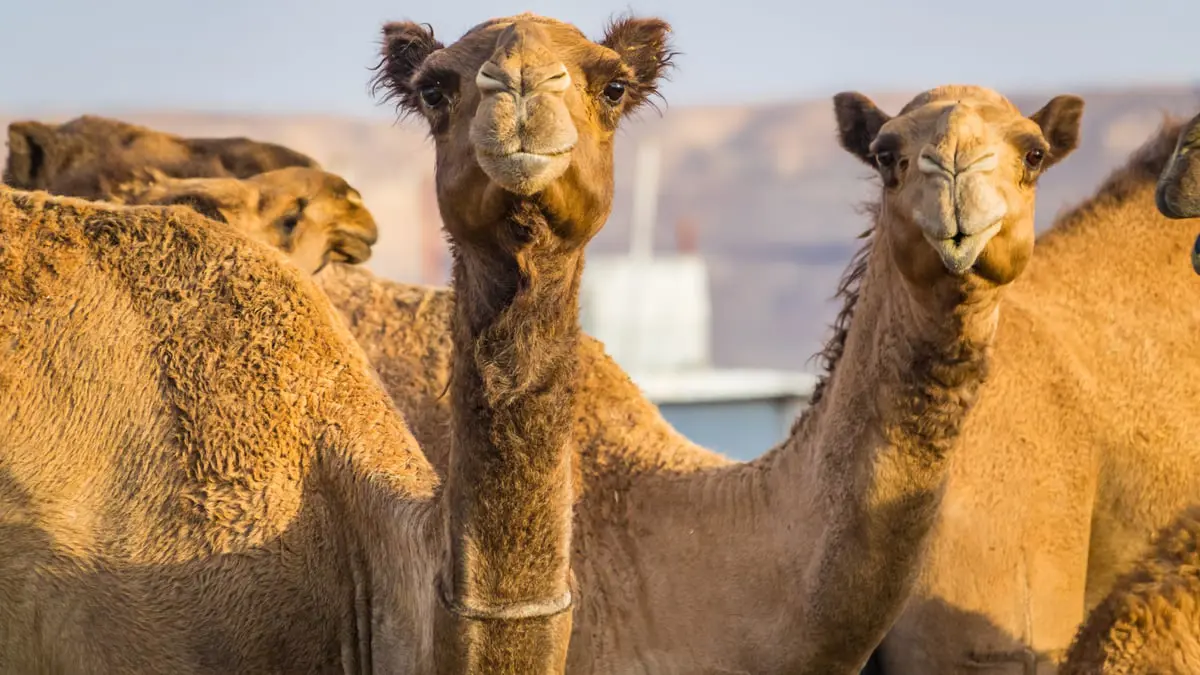 السعودية.. أشهر مالك إبل يرفض وصفها بالحيوانات