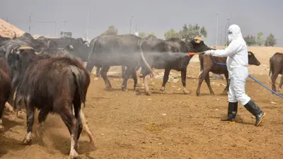 إصابات الحمى النزفية تعاود الارتفاع في العراق.. و13 حالة وفاة جديدة