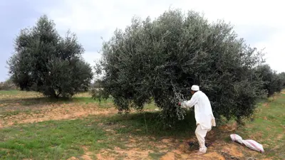 أزمة الجفاف تضاعف آلام صناعة زيت الزيتون في ليبيا