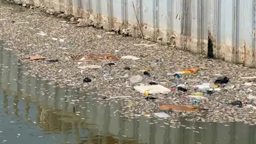 نفوق جماعي لأسماك نهر العشار في العراق