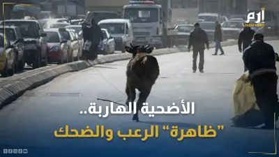 الأضحية الهاربة.. "ظاهرة" الرعب والضحك‎