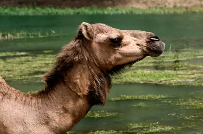 رغم صعوبة المهمة.. رحالة سعودي ينقذ ناقة من الغرق (فيديو)