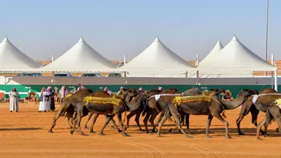 السعودية.. ملاك الإبل يلجأون لعمليات التجميل مع احتدام مسابقات المزايين