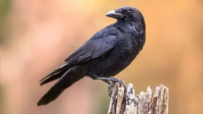 غراب 