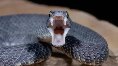 أفعى سامة