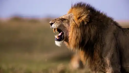 تعبيرية