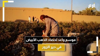 رغم قلة الموارد.. موسم واعد لحصاد الذهب الأبيض في دير الزور