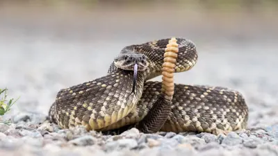 أفعى الجرس
