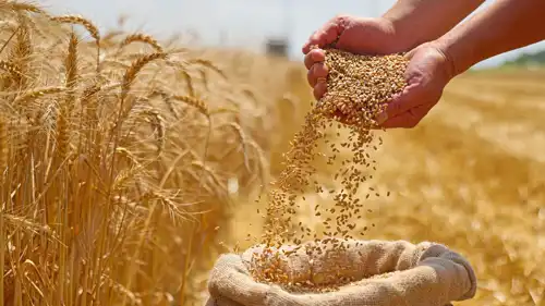 حبوب القمح