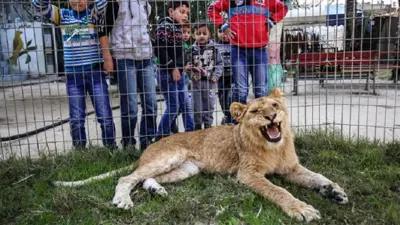 لبؤة تنهي حياة طفل فلسطيني في حديقة بقطاع غزة