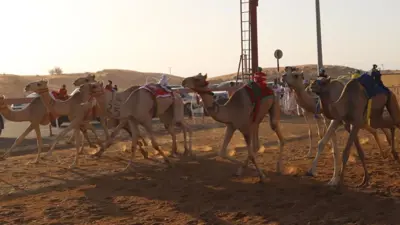 منافسات "سن الفطامين" للهجن تواصل إثارتها في الذيد بالشارقة