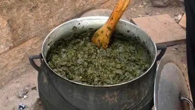 عملية طبخ المورينجا