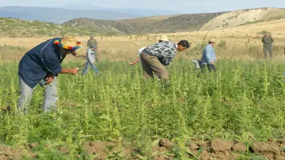 المغرب.. حكومة العثماني تذهب بتقنين زراعة "الحشيش" إلى مرحلة التنفيذ