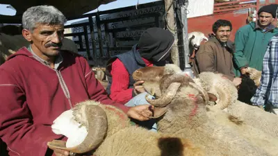 ارتفاع كبير بأسعار الأضاحي في المغرب (صور)