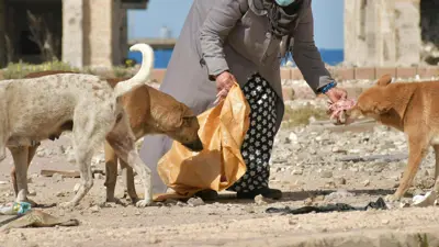 تعبيرية 