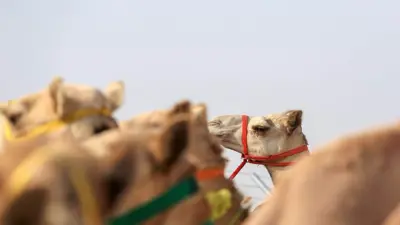 الإبل