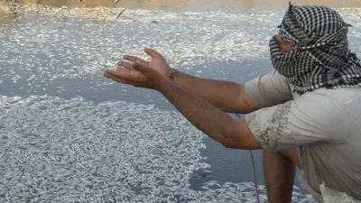 نفوق جماعي لأسماك العراق