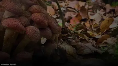 فطر صيني