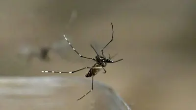 البعوض